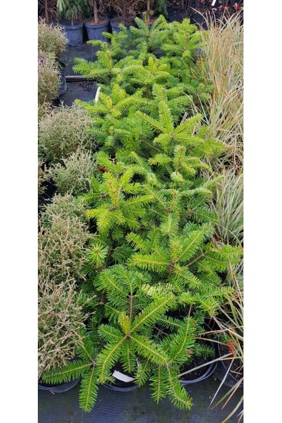 Хвоя пихты кавказской: мягкая и густая, отлично подходит для зимней отделки.