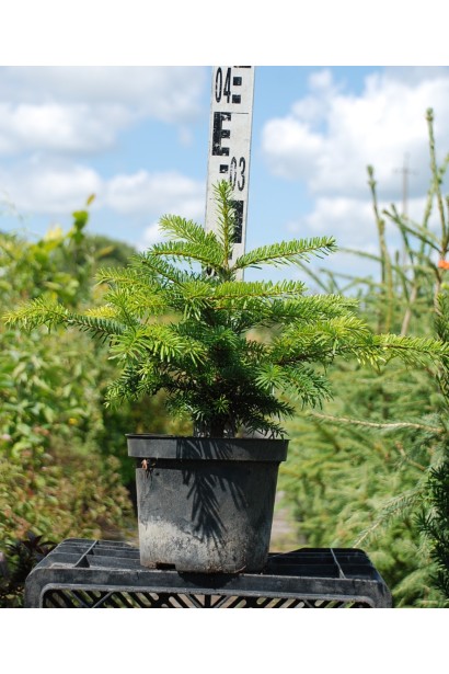 Саженец пихты Тлуги: отличный выбор для декоративного озеленения больших садов.