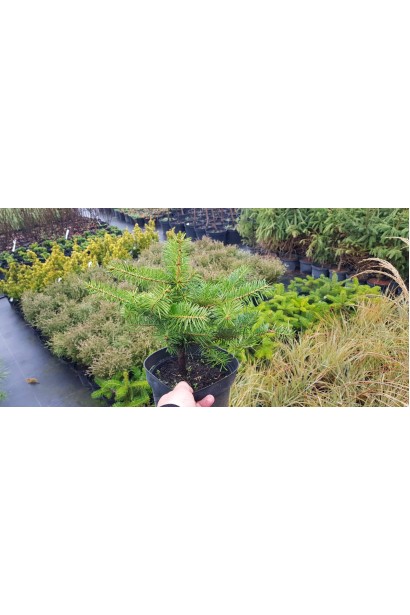 Пихта кавказская Амболури / Тлуги | Ялиця кавказька Амболурі / Тлугі | Abies nordmanniana Ambolouri / Tlugi