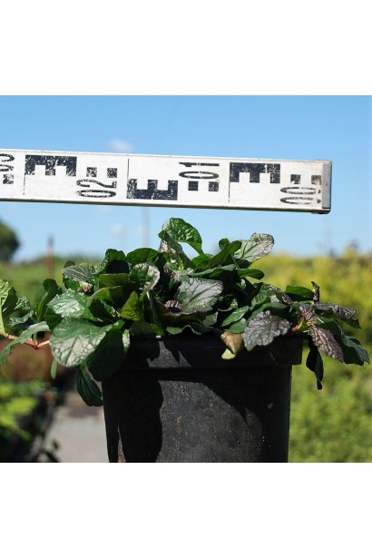 Горлянка Атропурпуреа діаметр 20-25 см