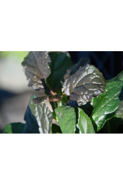 Горлянка повзуча Атропурпуреа листя