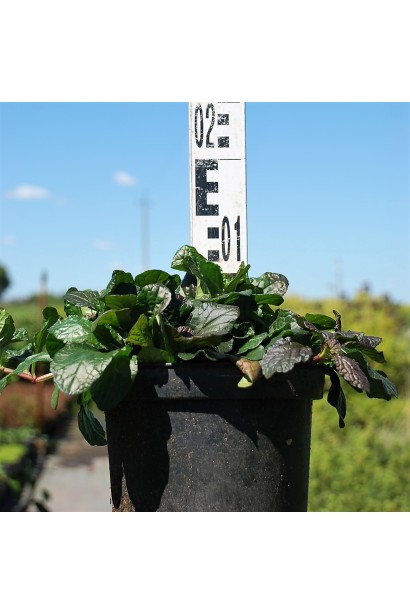 Горлянка Атропурпуреа в контейнері 5-10 см