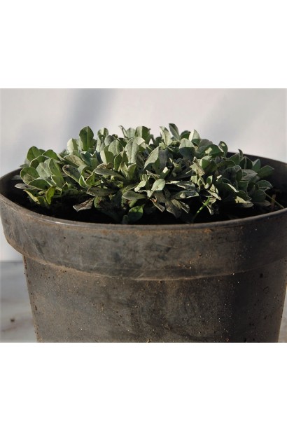 Котяча лапка в контейнері 3 л