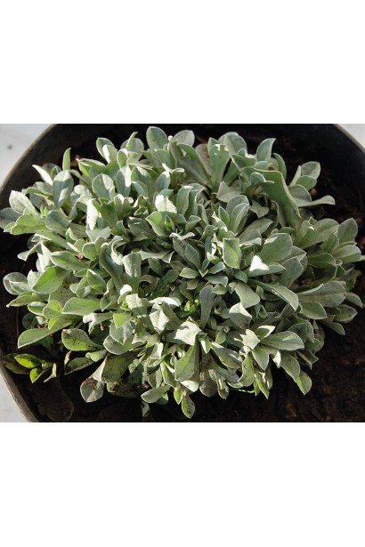 Антеннарія опушене листя