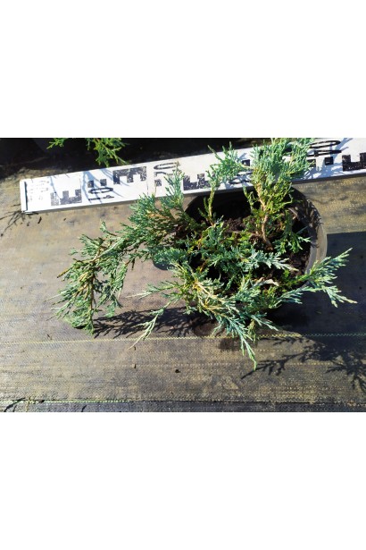 Ялівець горизонтальний Глаука контейнер 3 л, діаметр 30-40 см