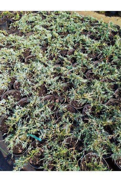 Саджанці ялівця горизонтального Глаука