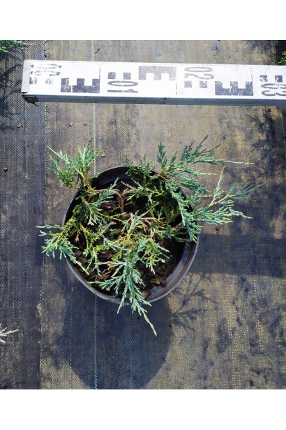Juniperus horizontalis Glauca