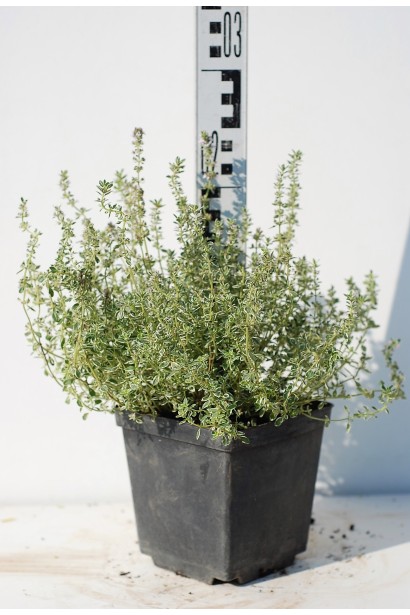 Thymus citriodorus Silver Queen