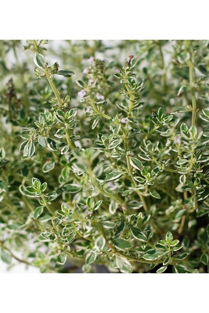 Листя чебрецю Сільвер Квін із ніжним ароматом лимону.