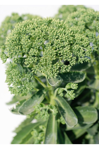 Sedum spectabile Brilliant - декоративна рослина з соковитим зеленим листям