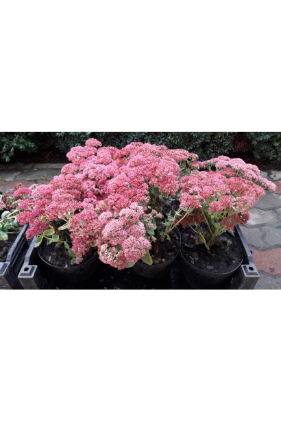 Очиток Діамант - багаторічник із пишними суцвіттями рожевого кольору