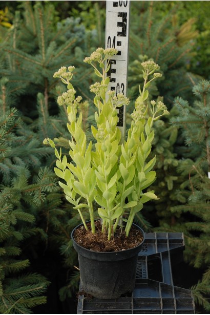Sedum spectabile Brilliant