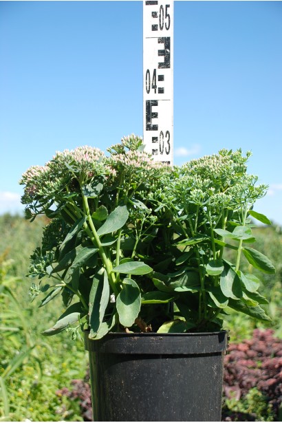 Очиток видний Діамант