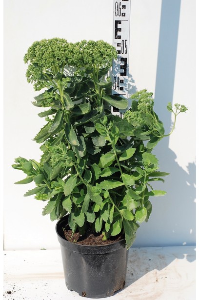 Sedum spectabile Brilliant у контейнері, готовий для висадки в саду.