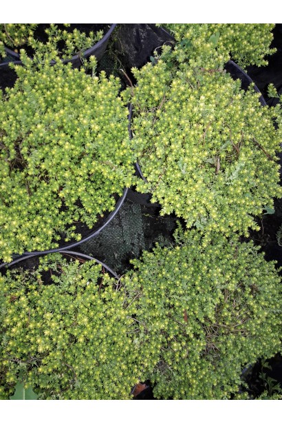 Очиток їдкий Ауреум