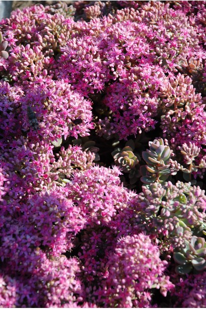 Голубовато-зеленые листья и розовые соцветия очитка Эверса