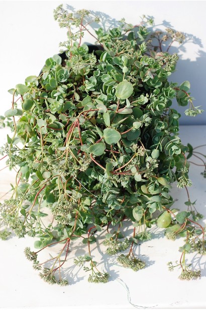 Очиток Эверса