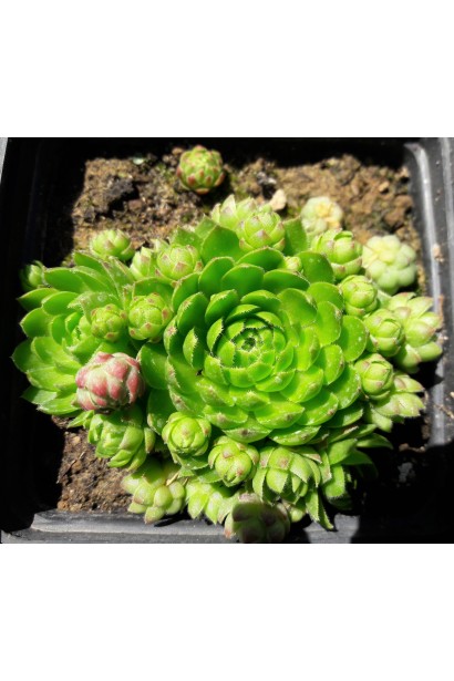 Молодило кулясте