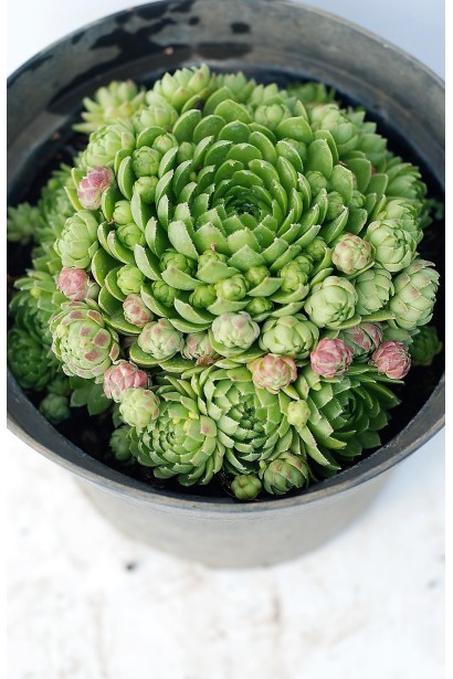 Молодило шароносне в контейнері