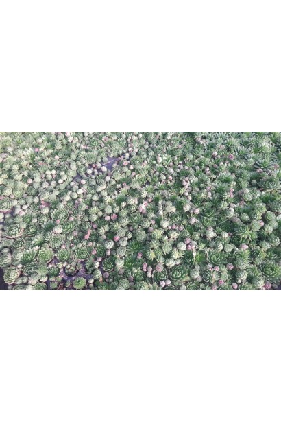 Молодило шароносне