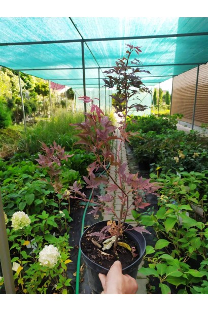 Клен Атропурпуреум контейнер С3