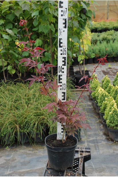 Клен японский Атропурпуреум С3 50-70 см