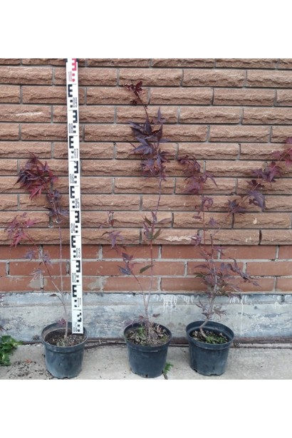 Клен дланевидный Атропурпуреум