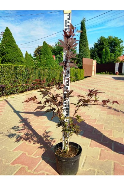 Клен Атропурпуреум высота 60-80 см