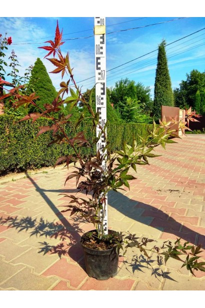 Клен дланевидный Атропурпуреум