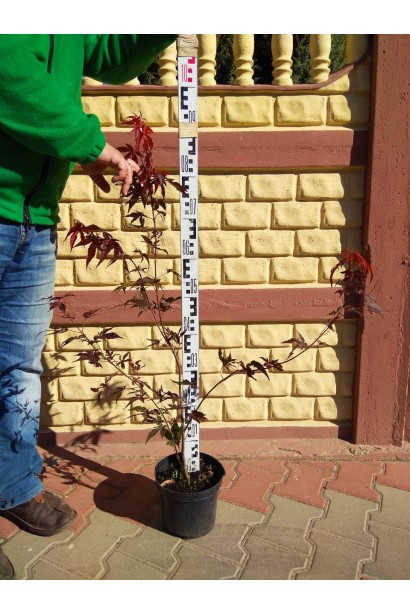 Клен Атропурпуреум контейнер 5 л 80-100 см