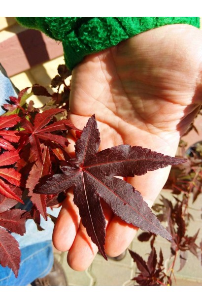 Пурпурные листья клена Атропурпуреум