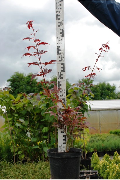 Клен Атропурпуреум С3 40-60 см