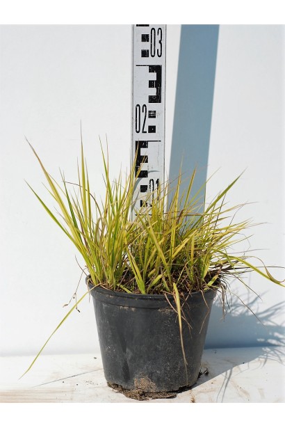 Лепешняк великий Варієгата в контейнері 3 л 15-20 см