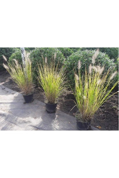 Перистощетинник лисохвостый в контейнере.