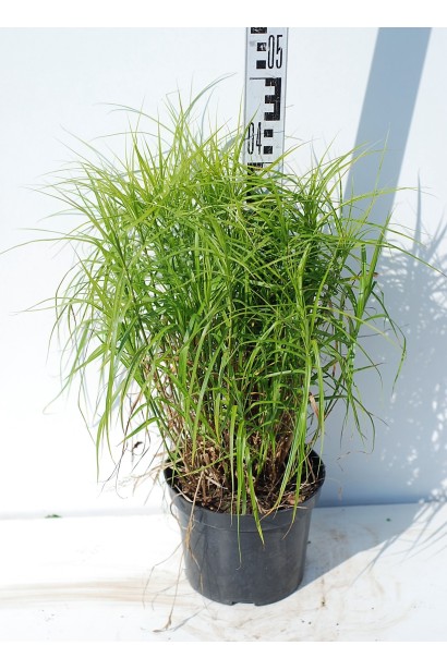 Carex muskingumensis – вертикальная декоративная трава.
