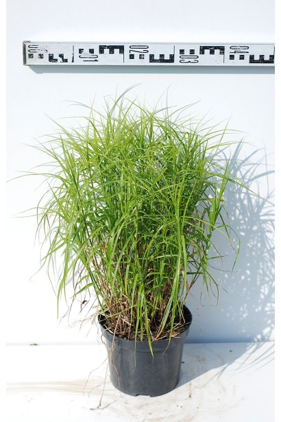Саженец пальмовидной осоки в контейнере