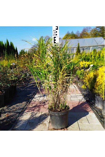 Осокая пальмовидная/пальмолистая - 3л/50-60см/Ø20-30см