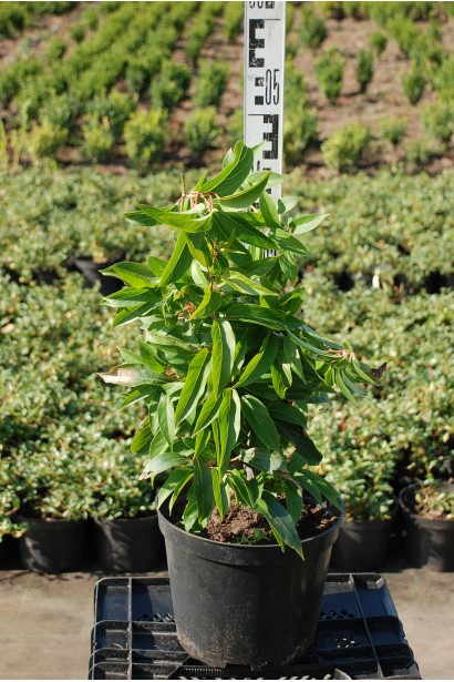 Актинідія жіноча Київська гібридна в контейнері 3 л