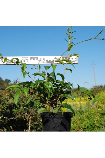 Актинідія жіноча Київська гібридна в горщику