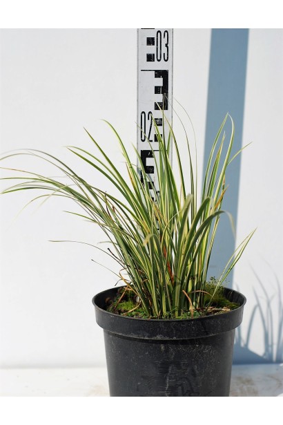 Аир злаковый Аргентеостриатус в контейнере
