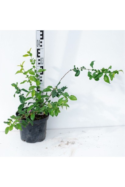 Айва красива Юкіготен в контейнері