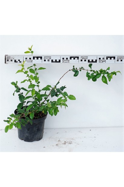 Айва японська Юкіготен  в горщику