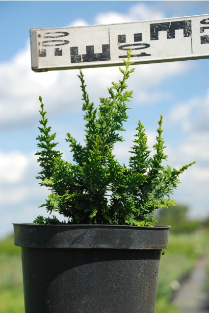 Кипарисовик Тедди Бор контейнер 3 л диаметр 10-20 см