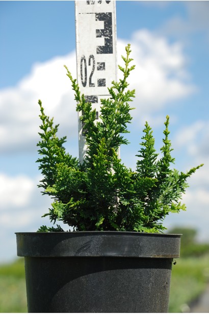 Кипарисовик Тедди Бор в горшочке 3 л высота 15-25 см