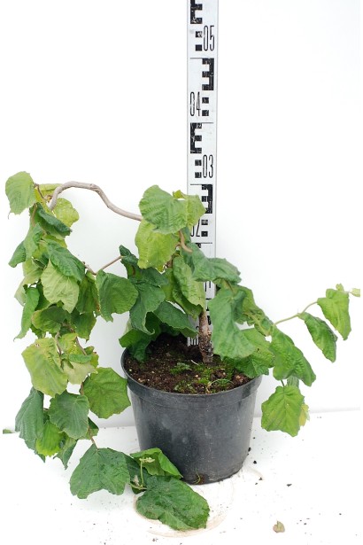 Ліщина велика Конторта в горщику 3 л