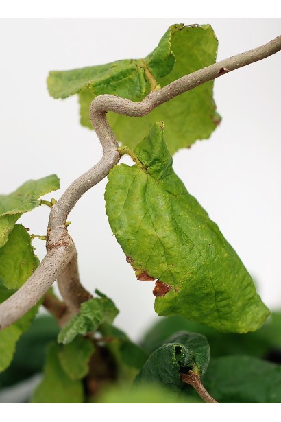 Ліщина звичайна / Фундук Конторта
