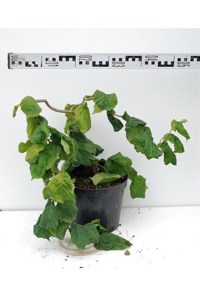 Ліщина велика Конторта саджанець С3 діаметр крони 40-50 см