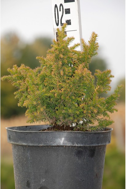 Криптомерія Вілморініана контейнер 5 л 15-20 см