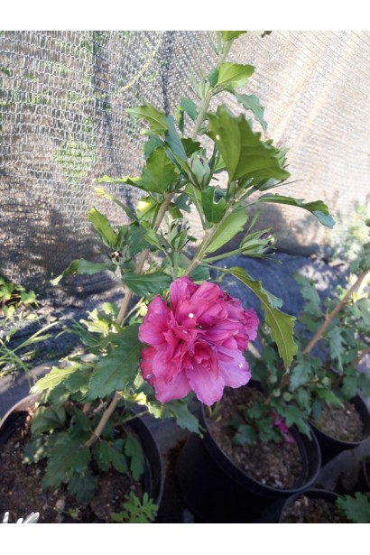 Гібіскус сирійський Дюк де Брабант