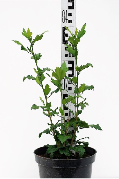 Гібіскус Дюк де Брабант саджанець 30-40 см